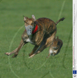 National Hare Coursing Championships in the Hotel Minella Oaks at the Powerstown Racecourse, Clonmel, County Tipperrary, Eire - 04 Feb 2008
