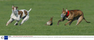 National Hare Coursing Championships in the Hotel Minella Oaks at the Powerstown Racecourse, Clonmel, County Tipperrary, Eire - 04 Feb 2008