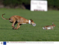 National Hare Coursing Championships in the Hotel Minella Oaks at the Powerstown Racecourse, Clonmel, County Tipperrary, Eire - 04 Feb 2008