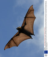 Bats invade the Botanic Gardens, Sydney, Australia - 29 Feb 2008