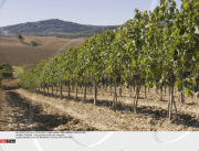 TUSCANY: Wine producers and their vineyards