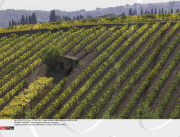 TUSCANY: Wine producers and their vineyards