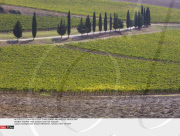 TUSCANY: Wine producers and their vineyards