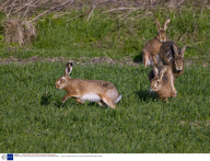 European Brown Hares boxing as part of their courtship ritual, Wiltshire, Britain  - Various
