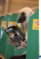 Crufts Dog Show, NEC Birmingham, Britain - 06 Mar 2008