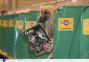 Crufts Dog Show, NEC Birmingham, Britain - 06 Mar 2008