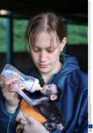 Belle, a Sulawesi Crested Black Macaque, being cared for by Jillian Lingard after being rejected by her mother, Paignton Zoo, Devon, Britain - 13 Mar 2008