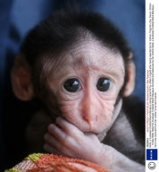 Belle, a Sulawesi Crested Black Macaque, being cared for by Jillian Lingard after being rejected by her mother, Paignton Zoo, Devon, Britain - 13 Mar 2008