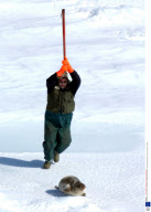 Annual Seal Hunt in Canada - 29 Mar 2008