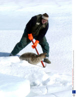 Annual Seal Hunt in Canada - 29 Mar 2008