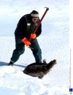 Annual Seal Hunt in Canada - 29 Mar 2008