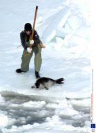 Annual Seal Hunt in Canada - 29 Mar 2008