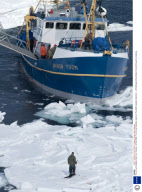 The Annual Canadian Seal hunt, Canada - 30 Mar 2008
