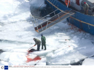The Annual Canadian Seal hunt, Canada - 30 Mar 2008