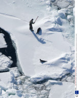 The Annual Canadian Seal hunt, Canada - 30 Mar 2008