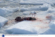 The Annual Canadian Seal hunt, Canada - 30 Mar 2008
