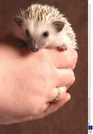 Pedigree pygmy hedgehogs, who have become one of Britain's most sought after pets - Apr 2008