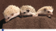 Pedigree pygmy hedgehogs, who have become one of Britain's most sought after pets - Apr 2008