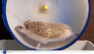 Pedigree pygmy hedgehogs, who have become one of Britain's most sought after pets - Apr 2008