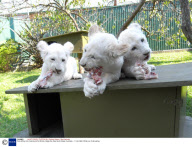 Rare White Lion Cubs bound for Britain, Mogo Zoo, New South Wales, Australia - 11 Apr 2008