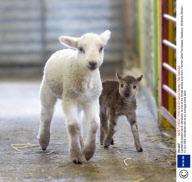 Castlemilk Moorit lamb, Mirabelle, is one of the tiniest lambs ever born, Farmer Giles Farmstead, Salisbury, Wiltshire, Britain - 15 Apr 2008