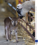 Castlemilk Moorit lamb, Mirabelle, is one of the tiniest lambs ever born, Farmer Giles Farmstead, Salisbury, Wiltshire, Britain - 15 Apr 2008