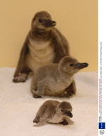 Humboldt Penguin chicks being hand-reared at Flamingo Park, Seaview, Isle of Wight, Britain - 22 Apr 2008
