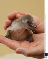 Humboldt Penguin chicks being hand-reared at Flamingo Park, Seaview, Isle of Wight, Britain - 22 Apr 2008