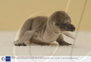 Humboldt Penguin chicks being hand-reared at Flamingo Park, Seaview, Isle of Wight, Britain - 22 Apr 2008