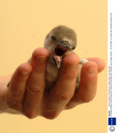 Humboldt Penguin chicks being hand-reared at Flamingo Park, Seaview, Isle of Wight, Britain - 22 Apr 2008