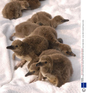 Humboldt Penguin chicks being hand-reared at Flamingo Park, Seaview, Isle of Wight, Britain - 22 Apr 2008