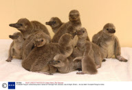 Humboldt Penguin chicks being hand-reared at Flamingo Park, Seaview, Isle of Wight, Britain - 22 Apr 2008