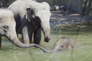 Elefanten bei Hagenbeck