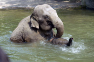 Elefanten bei Hagenbeck