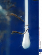 Australian Big-Belly Seahorse Babies, Blue Reef Aquarium, Southsea, Hampshire, Britain - May 2008