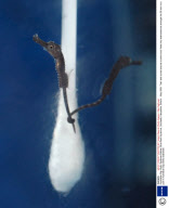 Australian Big-Belly Seahorse Babies, Blue Reef Aquarium, Southsea, Hampshire, Britain - May 2008
