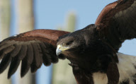 Exotic Animals of the World