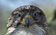 Exotic Animals of the World