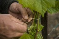 Champagne Growing France