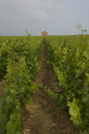 Champagne Growing France