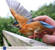 Bird Ringing on the River Axe Estuary with the British Trust for Ornithology, Axmouth, Devon, Britain - 01 Jul 2008