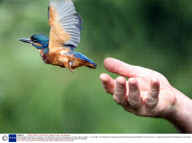 Bird Ringing on the River Axe Estuary with the British Trust for Ornithology, Axmouth, Devon, Britain - 01 Jul 2008