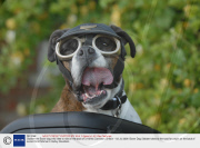 Slobber the Boxer dog who likes to ride on the back of a Harley Davidson, Britain - 03 Jul 2008