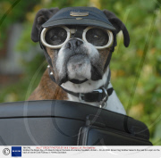Slobber the Boxer dog who likes to ride on the back of a Harley Davidson, Britain - 03 Jul 2008