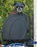 Slobber the Boxer dog who likes to ride on the back of a Harley Davidson, Britain - 03 Jul 2008