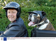 Slobber the Boxer dog who likes to ride on the back of a Harley Davidson, Britain - 03 Jul 2008