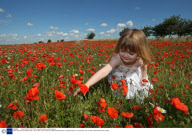 Poppy field near Cambridge, Britain - 06 Jul 2008