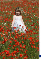 Poppy field near Cambridge, Britain - 06 Jul 2008