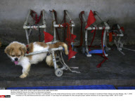 CHENGDU: Rescues Pet Dogs From Wenchuan Earthquake