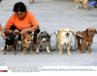 CHENGDU: Rescues Pet Dogs From Wenchuan Earthquake